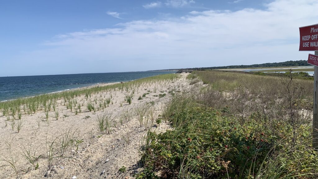 a beach with bushes and trees (MyCoast AI)
