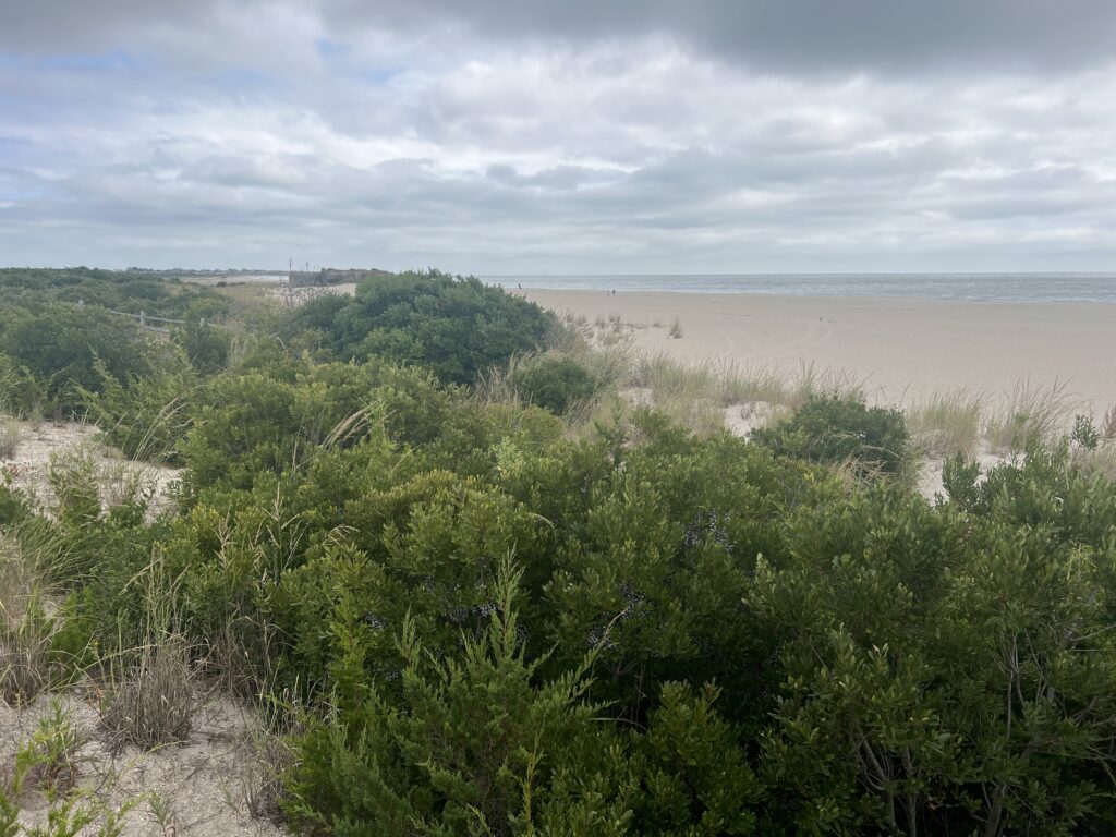 a landscape with trees and bushes (MyCoast AI)