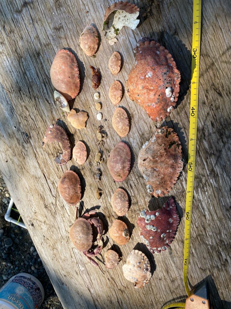 a group of brown objects on a wooden surface (MyCoast AI)