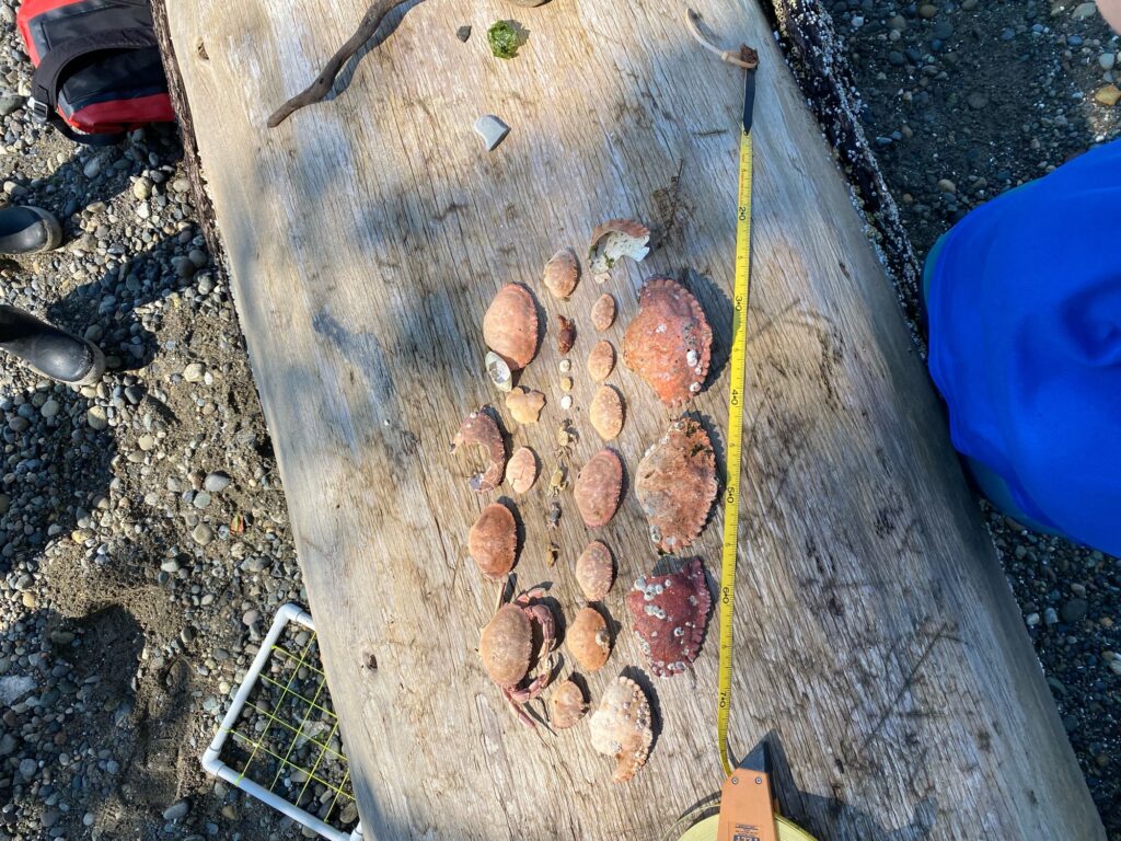 a group of brown objects on a metal surface (MyCoast AI)