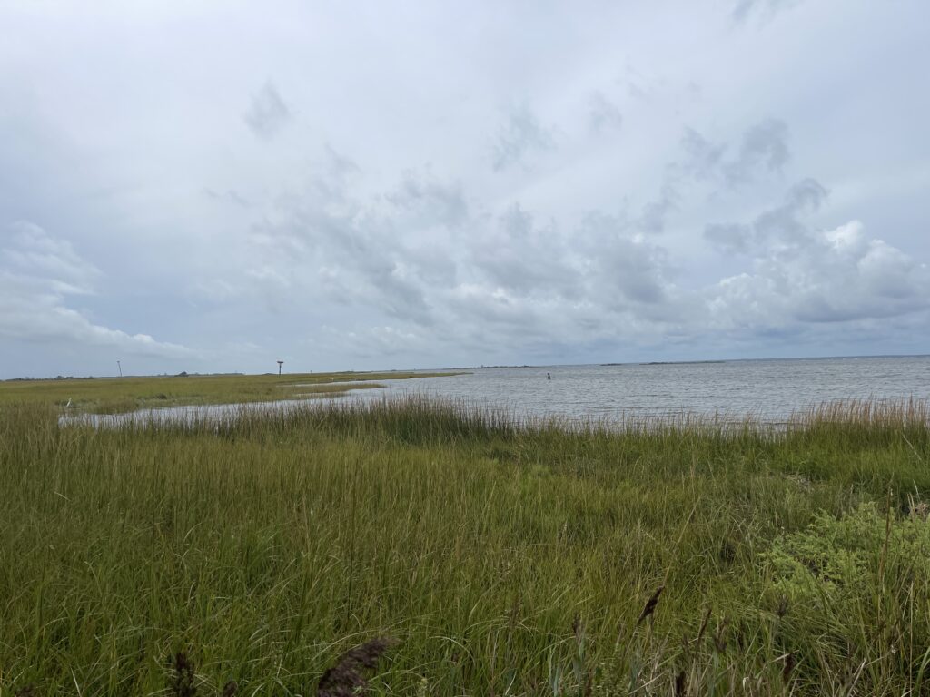 a grassy area next to a body of water (MyCoast AI)