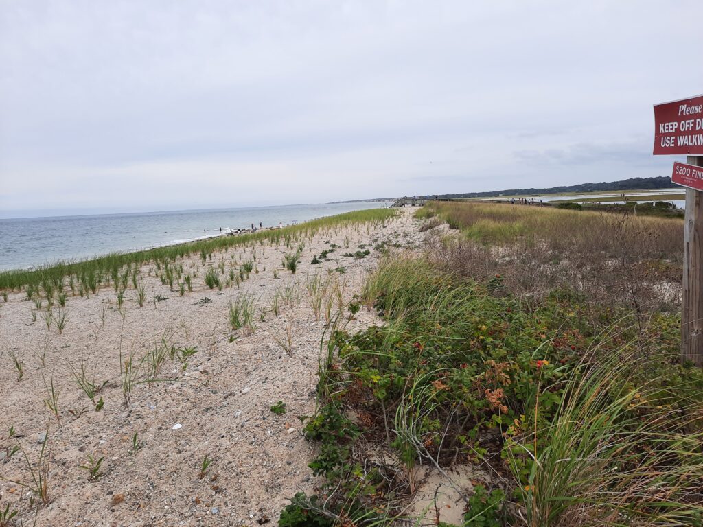 a beach with plants and a sign (MyCoast AI)