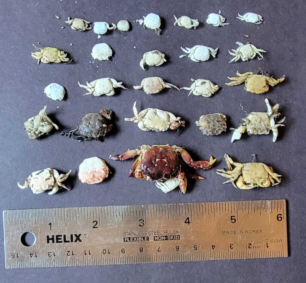 a group of sea creatures (MyCoast AI)