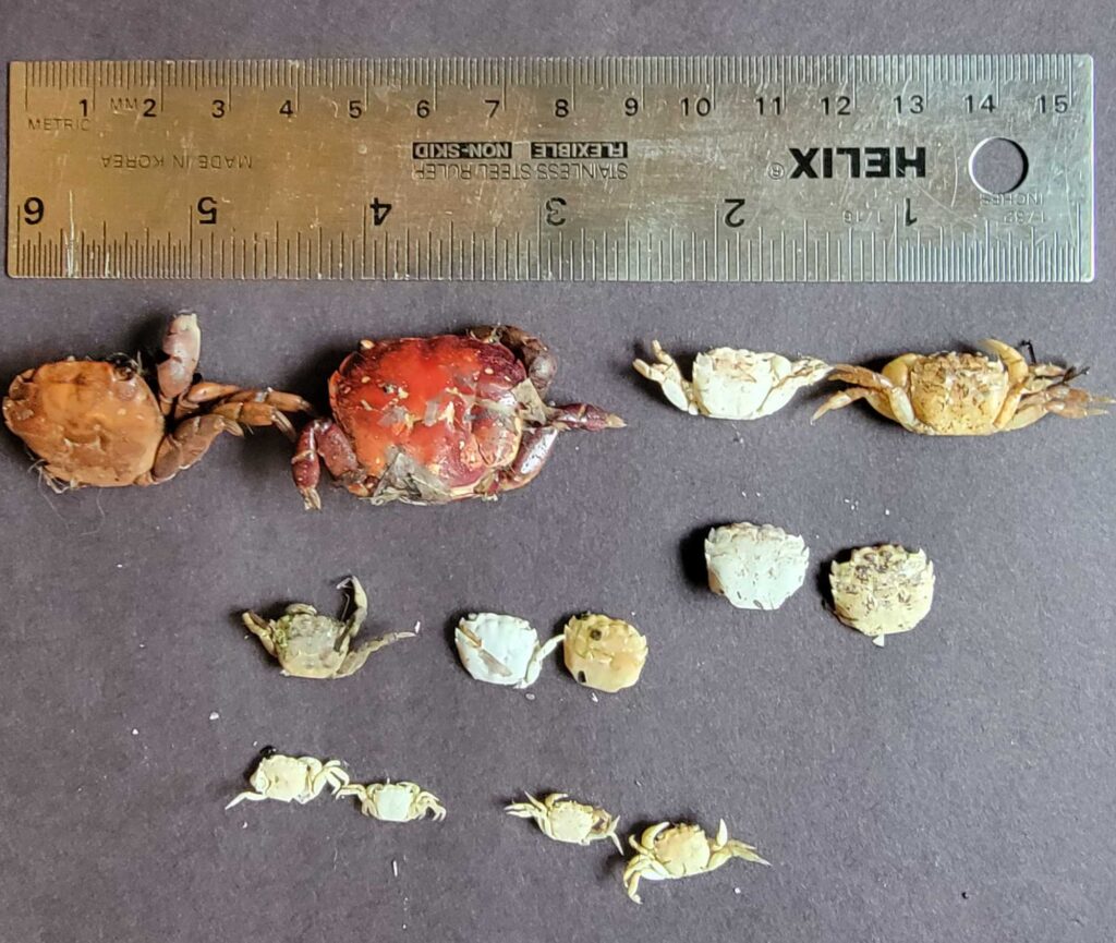 a ruler next to a pile of bones (MyCoast AI)