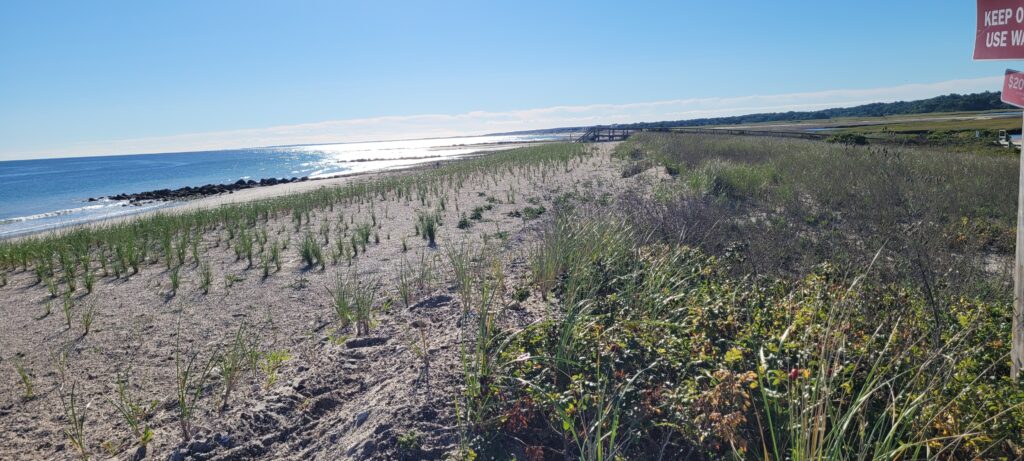 a beach with plants and water (MyCoast AI)