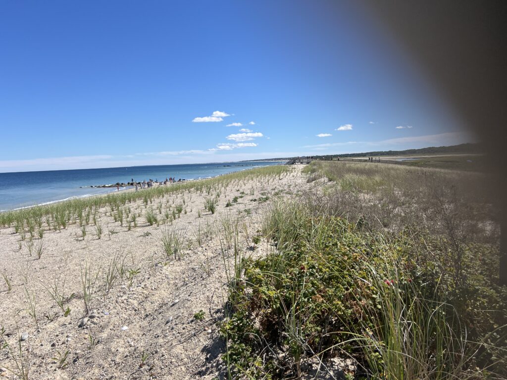a sandy beach with bushes and trees (MyCoast AI)