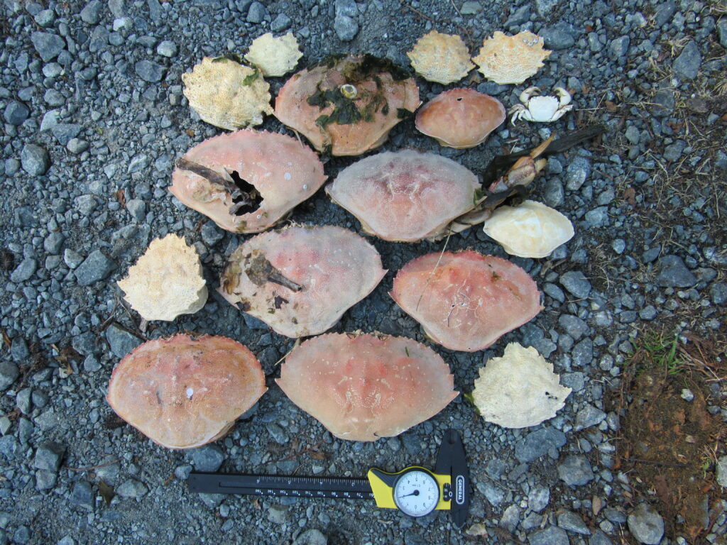 a group of rocks and a tool (MyCoast AI)
