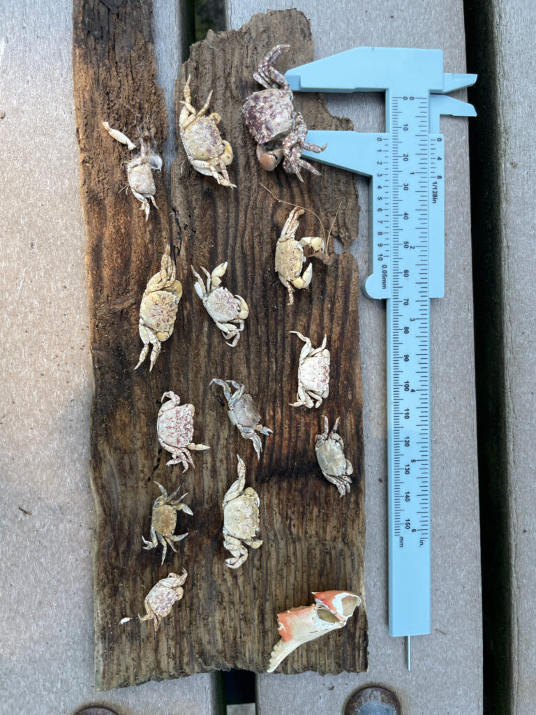 a group of bees on a wood surface (MyCoast AI)