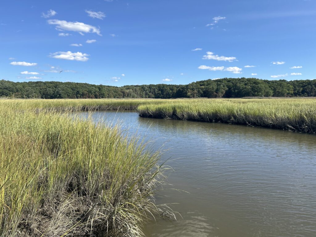 a river with tall grass and trees (MyCoast AI)