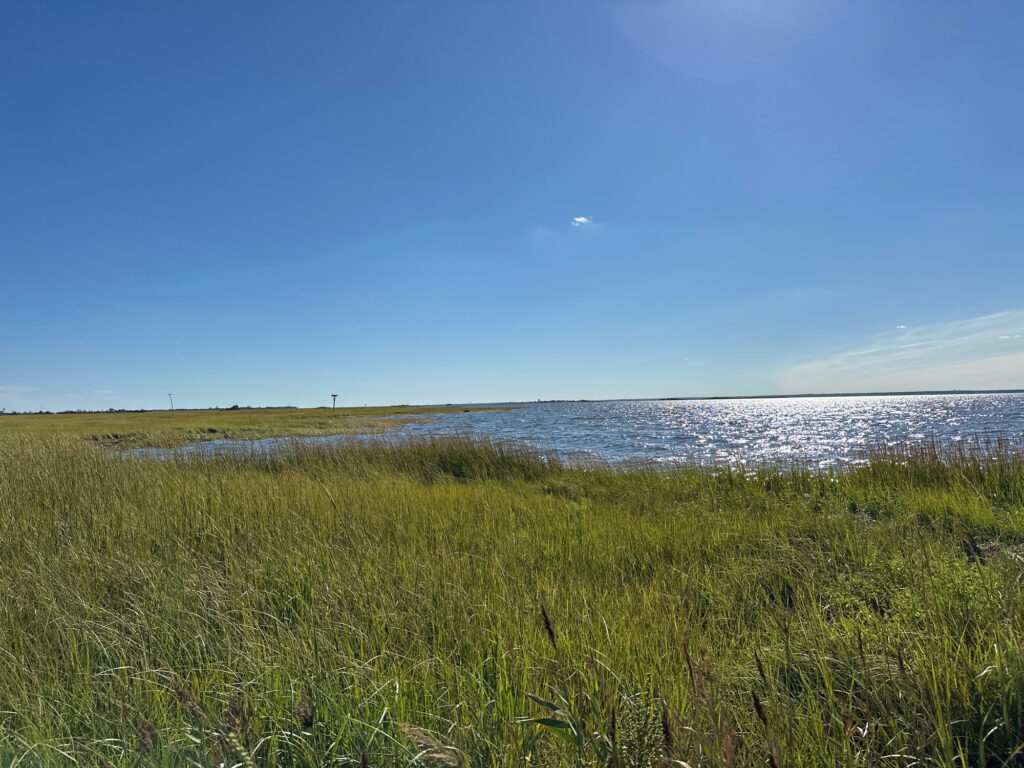 a grassy area next to a body of water (MyCoast AI)