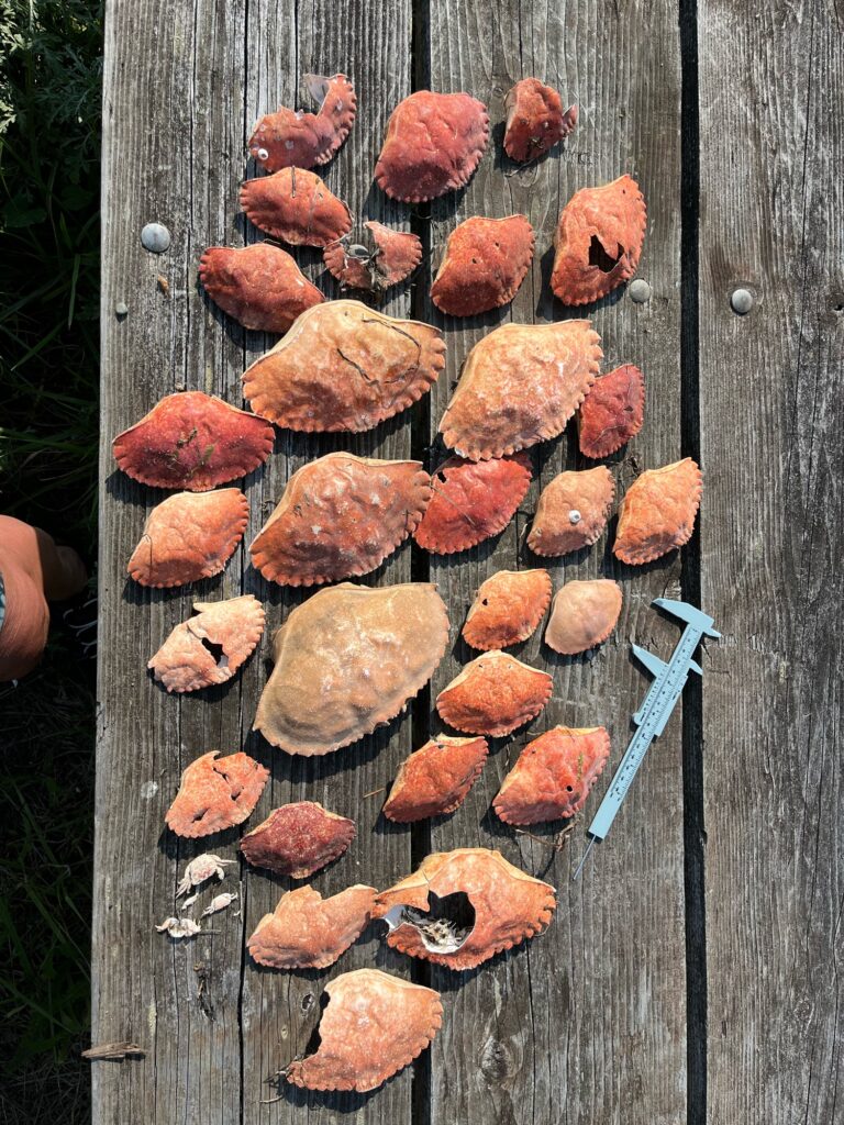 a group of meat on a wooden surface (MyCoast AI)