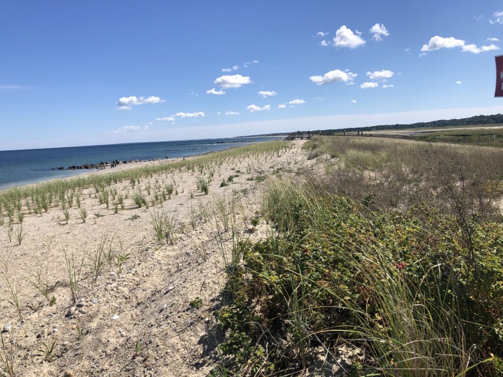 a sandy beach with plants and water (MyCoast AI)