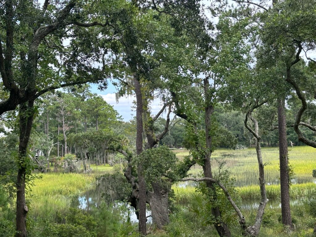 a river with trees and grass (MyCoast AI)