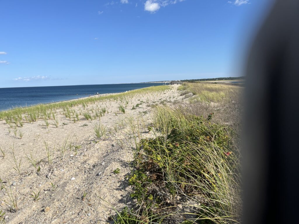 a sandy beach with plants and water (MyCoast AI)