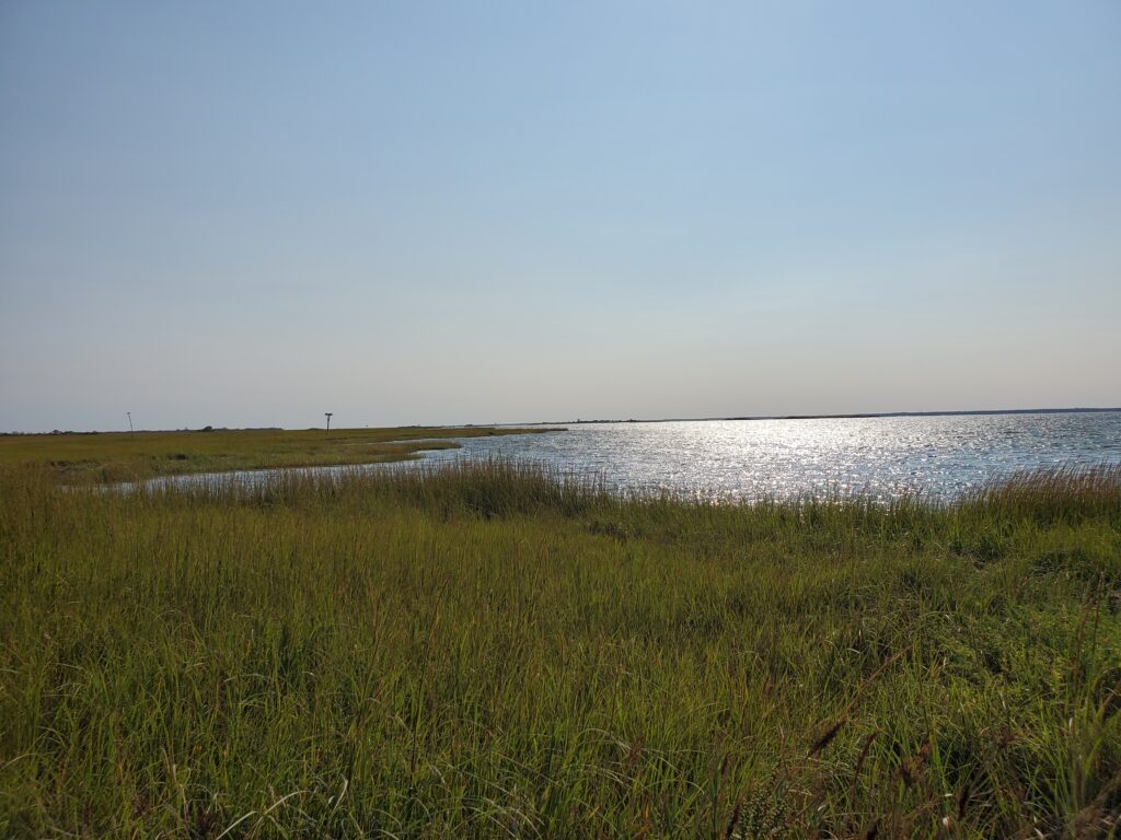 a grassy area next to a body of water (MyCoast AI)