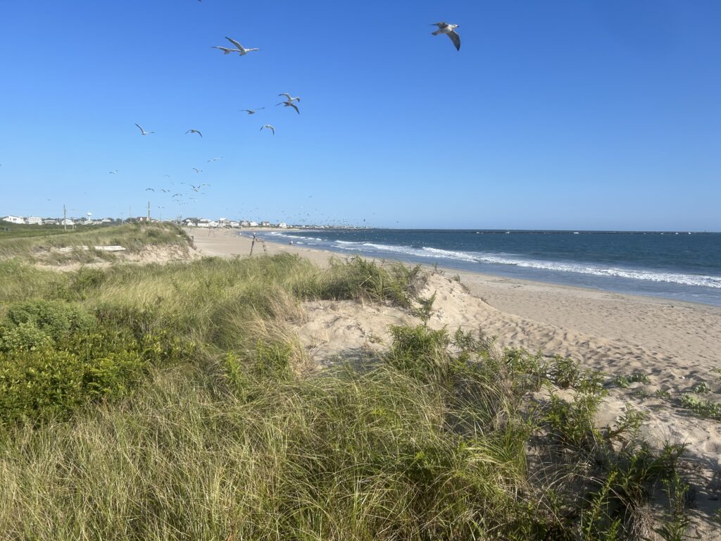 birds flying over a beach (MyCoast AI)