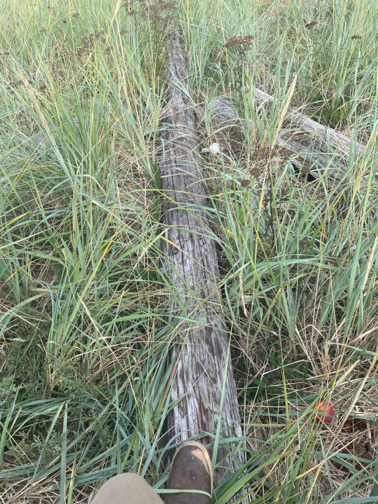 a snake in the grass (MyCoast AI)