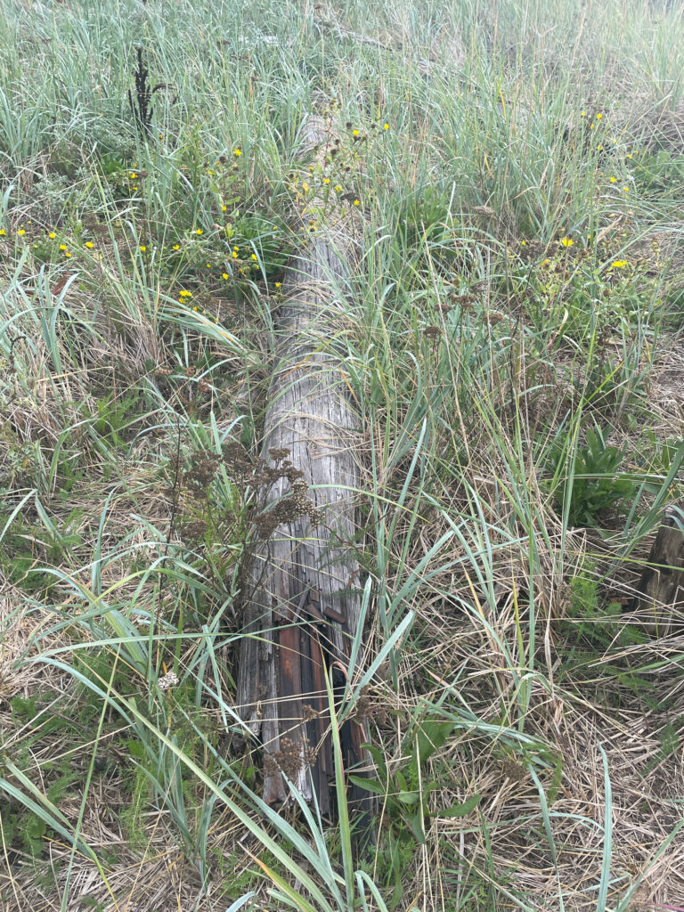 a snake in the grass (MyCoast AI)