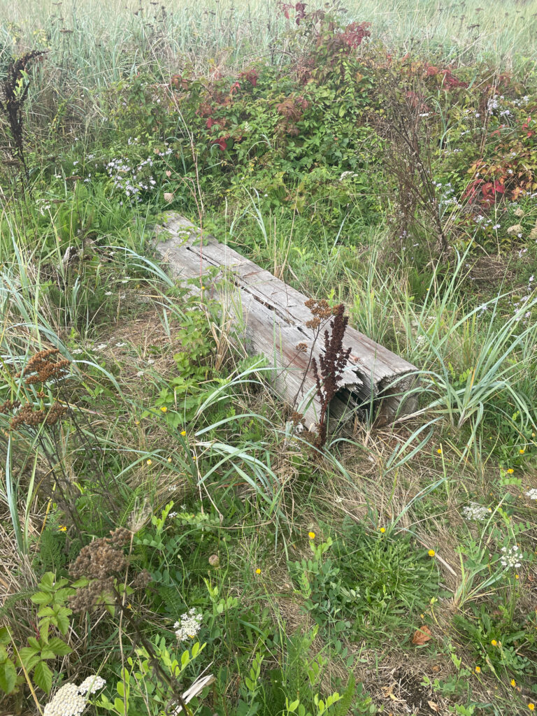 a log in a grassy area (MyCoast AI)