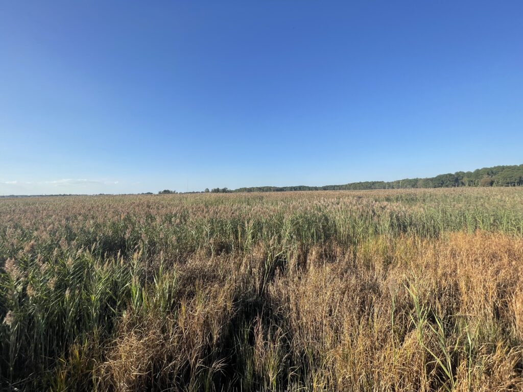 a field of tall grass (MyCoast AI)