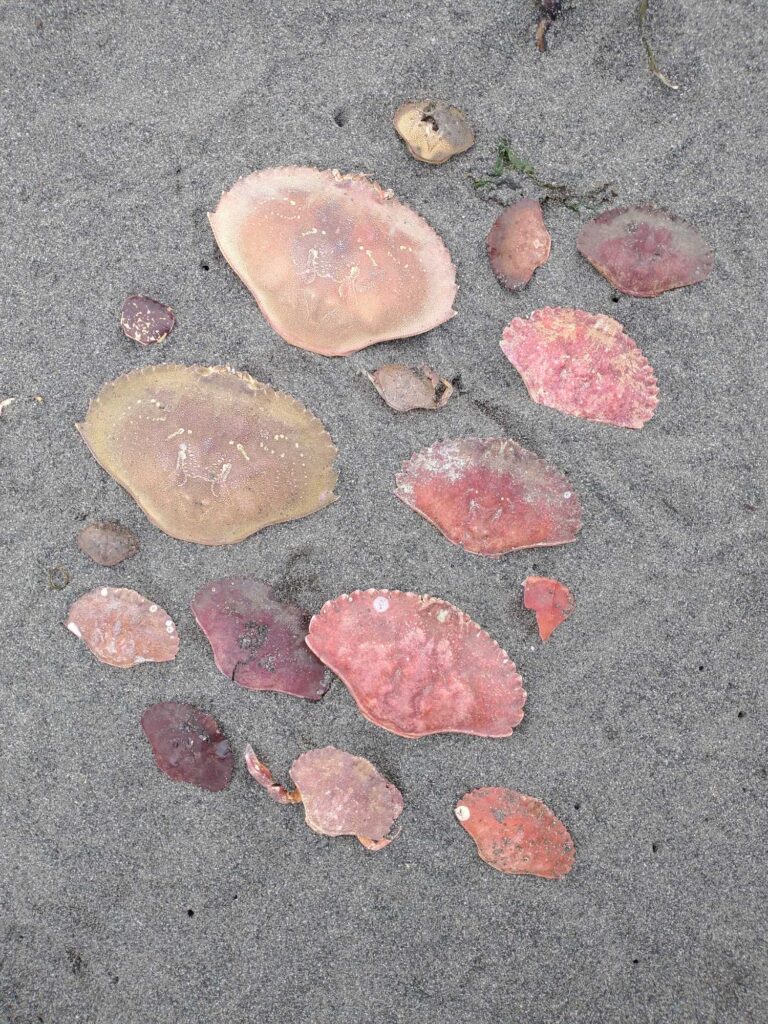 a group of pink and brown rocks (MyCoast AI)
