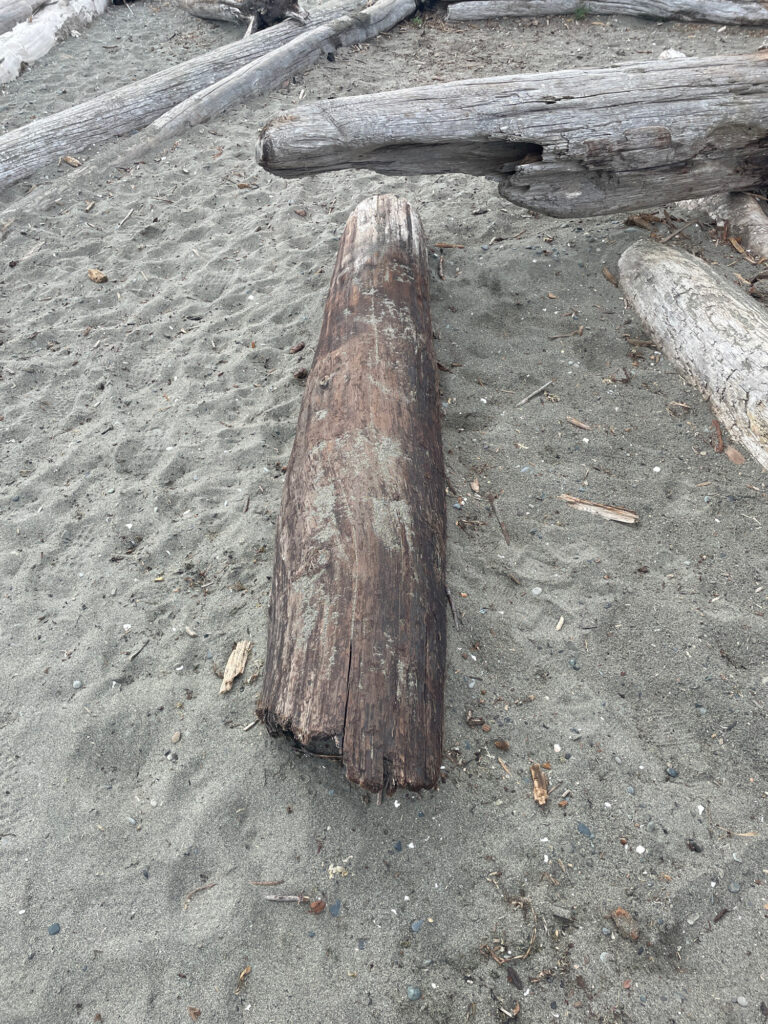 a group of wood pieces on the ground (MyCoast AI)