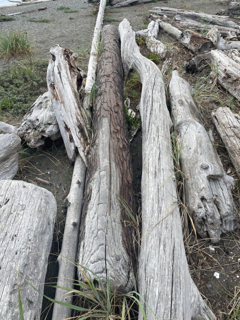 a group of logs with Kempty Falls in the background (MyCoast AI)