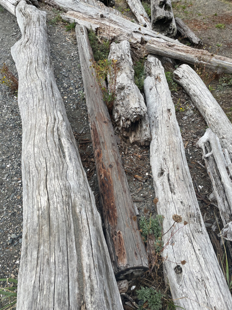 a group of wood logs (MyCoast AI)