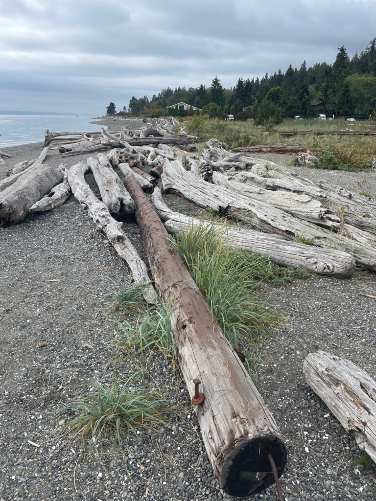 a group of logs on a beach (MyCoast AI)