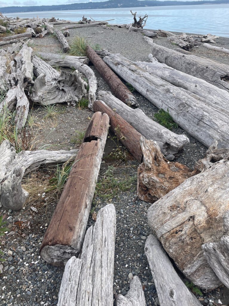a group of logs on a beach (MyCoast AI)