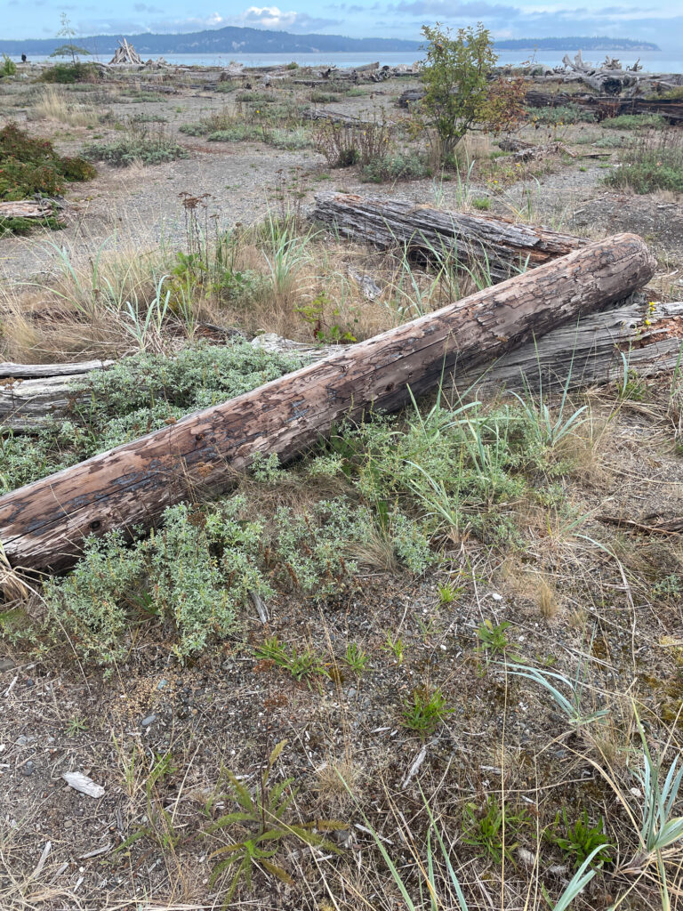 a tree trunk in a field (MyCoast AI)