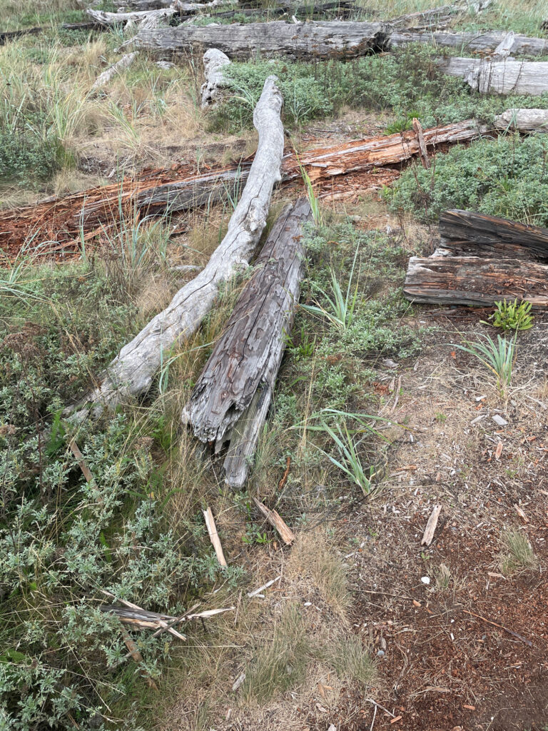 a tree stump in a forest (MyCoast AI)