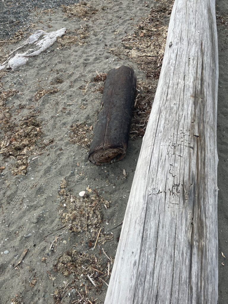 a lizard on a wood surface (MyCoast AI)