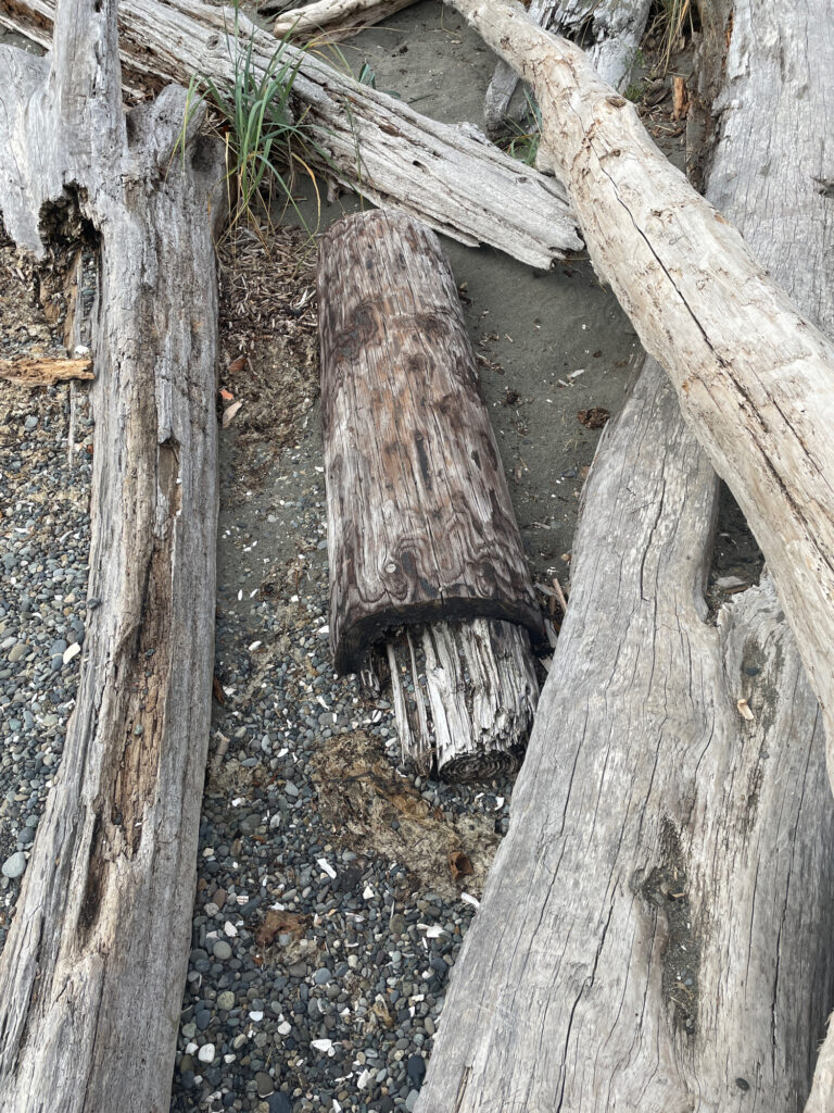 a group of wood logs (MyCoast AI)