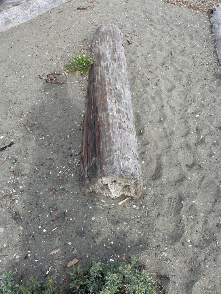 a tree stump on the ground (MyCoast AI)