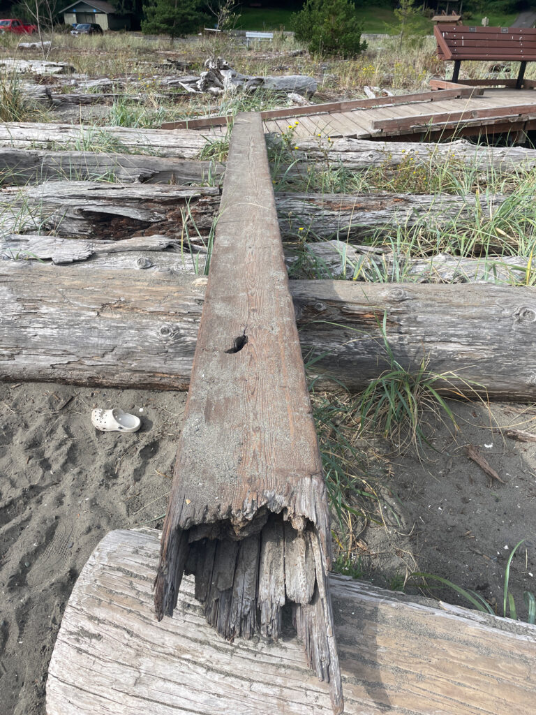 a tree stump with a hole in it (MyCoast AI)