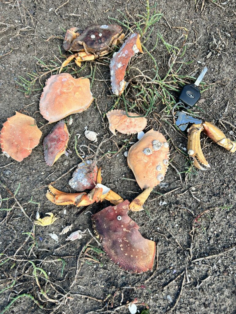 a pile of mushrooms (MyCoast AI)