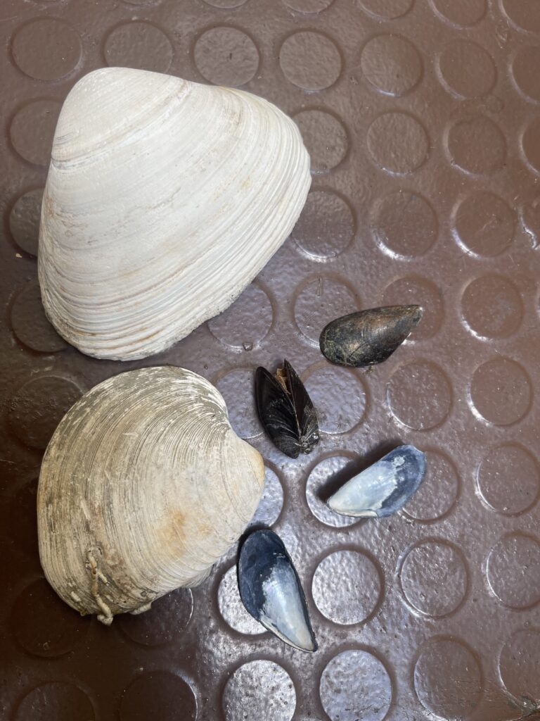 a group of shells and a shell (MyCoast AI)