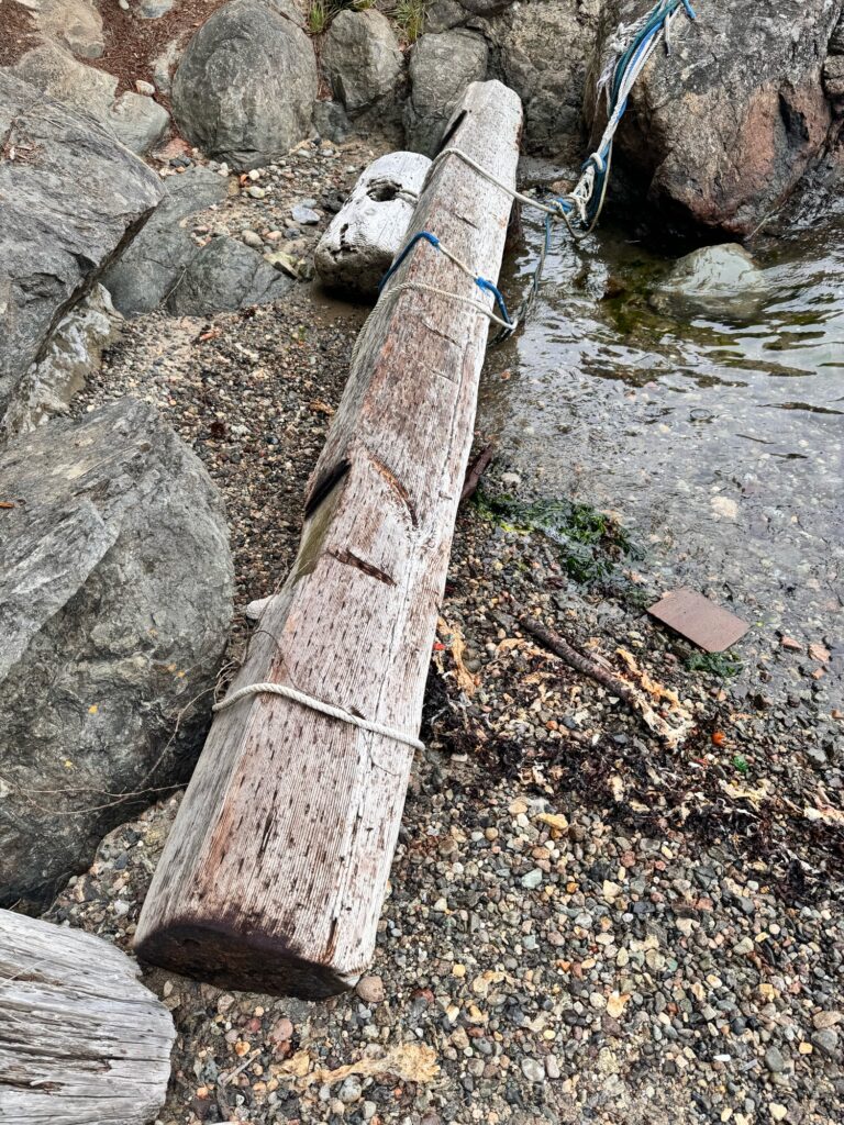 a skeleton of an animal on a log (MyCoast AI)
