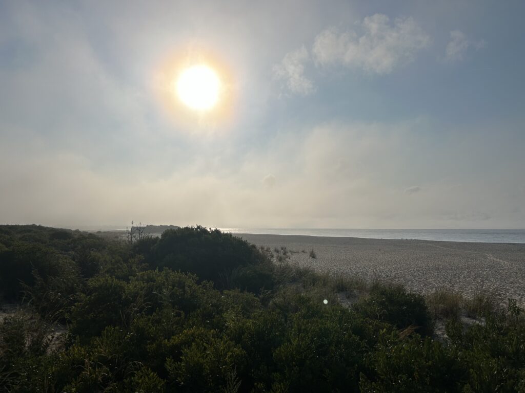 a beach with trees and the sun in the background (MyCoast AI)