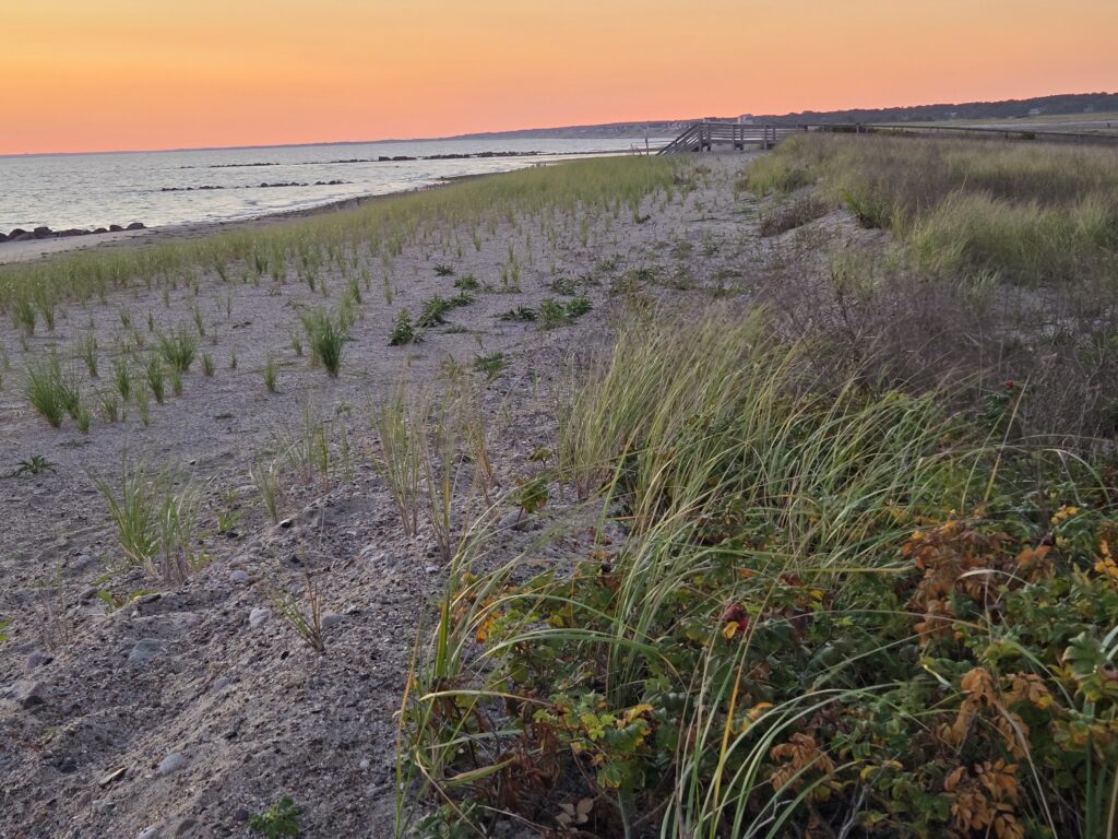 a beach with plants and water (MyCoast AI)