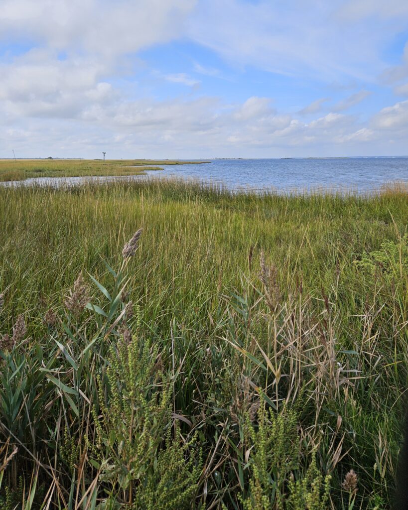 a grassy area next to a body of water (MyCoast AI)