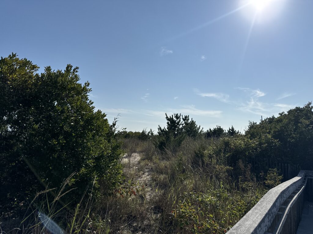 a road with trees on the side (MyCoast AI)