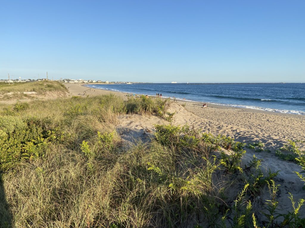 a sandy beach with plants and water (MyCoast AI)