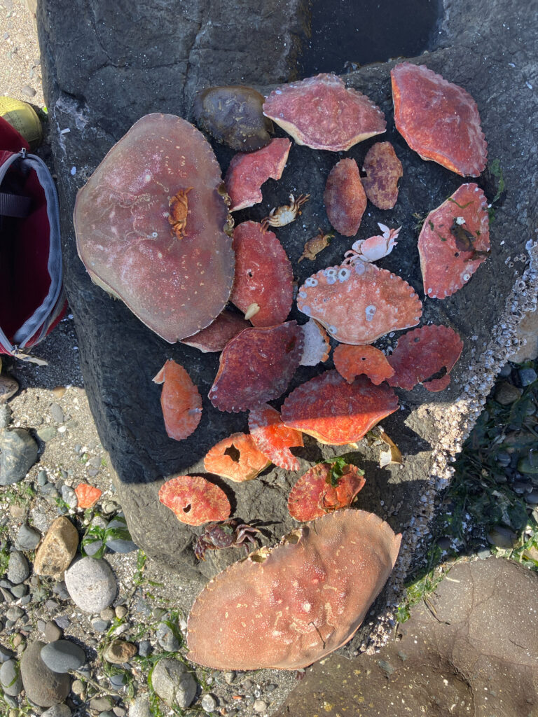 a group of red mushrooms (MyCoast AI)