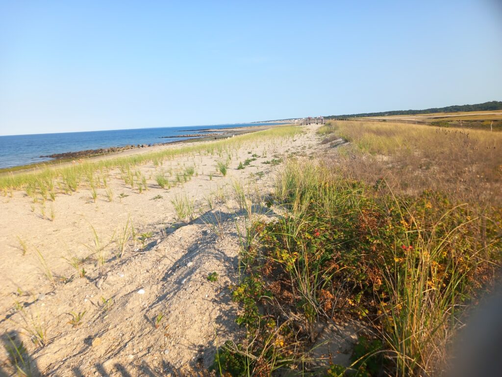 a sandy beach with plants and water (MyCoast AI)