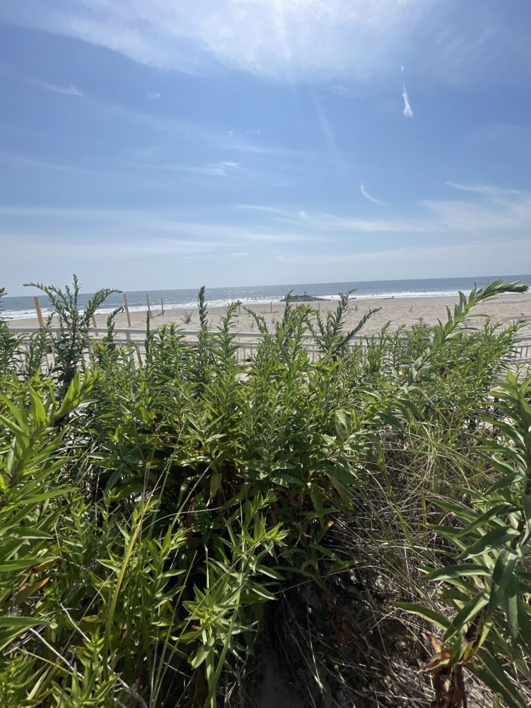 a beach with plants and water in the background (MyCoast AI)