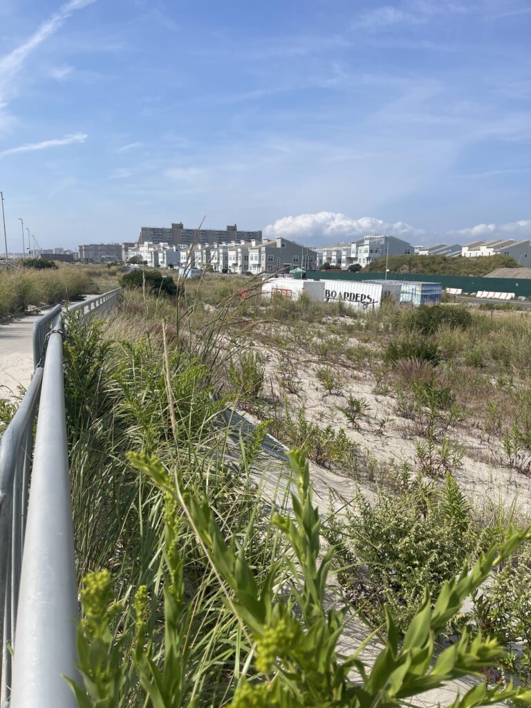 a road with plants and buildings in the background (MyCoast AI)