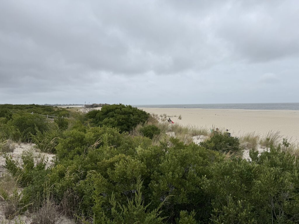 a beach with trees and bushes (MyCoast AI)