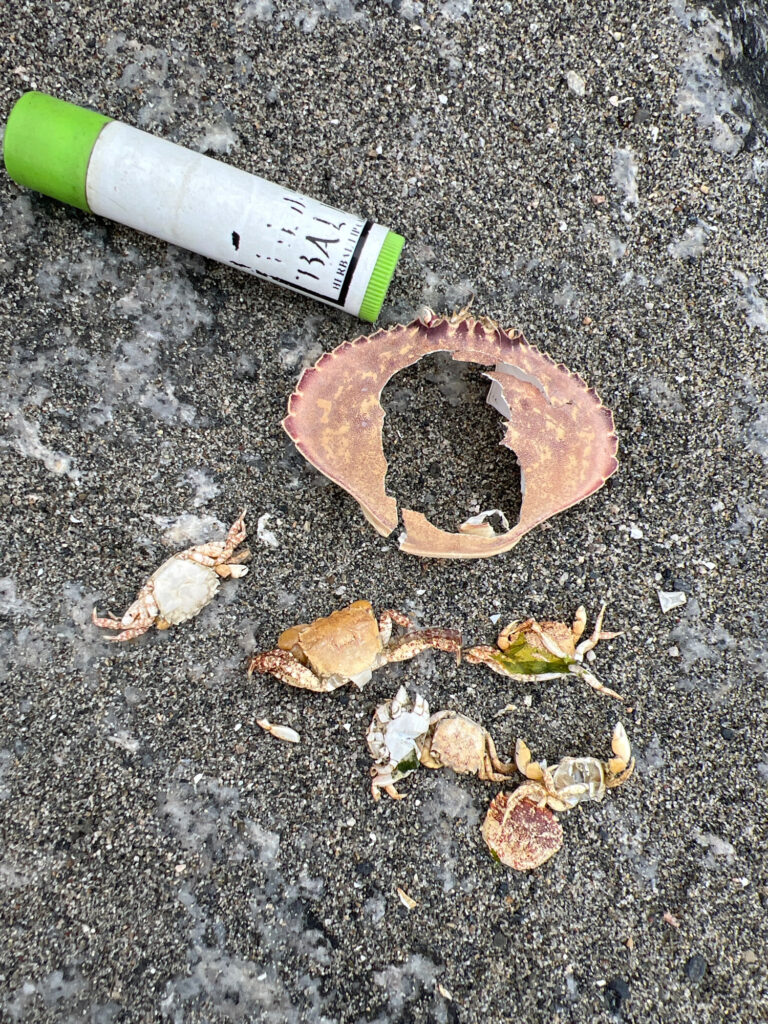a bottle of liquor on the ground (MyCoast AI)